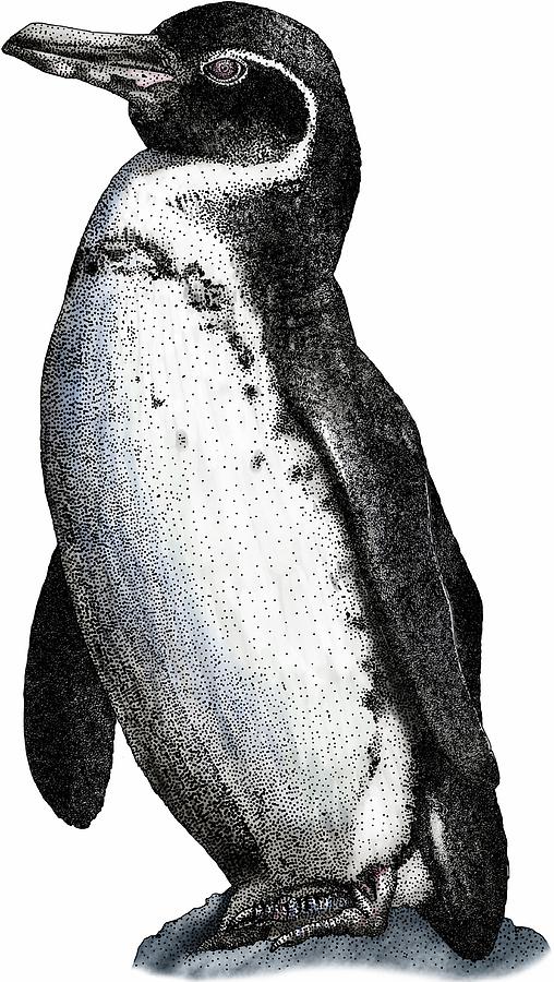 galapagos-penguin-roger-hall.jpg