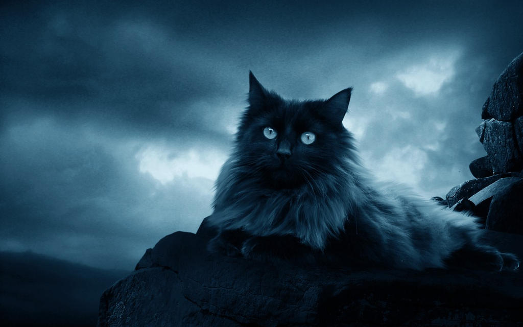 _the_black_cat__by_moroka323.jpg