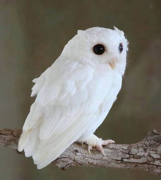 white-owl.jpg