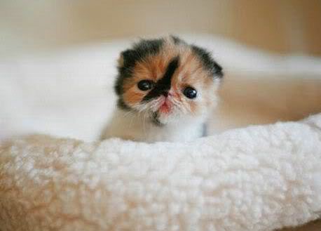tiny_kitten_face.jpg