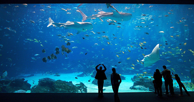 Georgia-Aquarium-1.jpg
