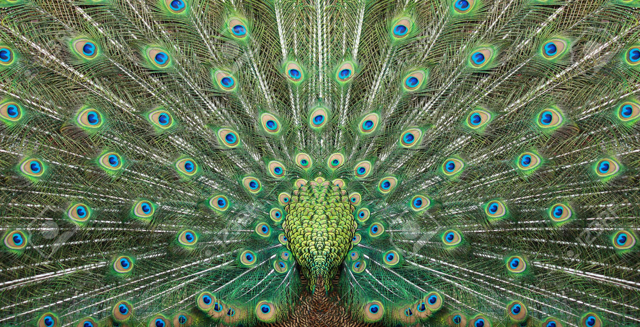 9180957-texture-of-beautiful-peacock-tail-spread-left-and-right-Stock-Photo.jpg
