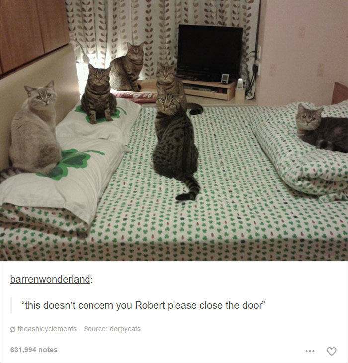 funny-tumblr-cats-50-5811ced268163__700.jpg