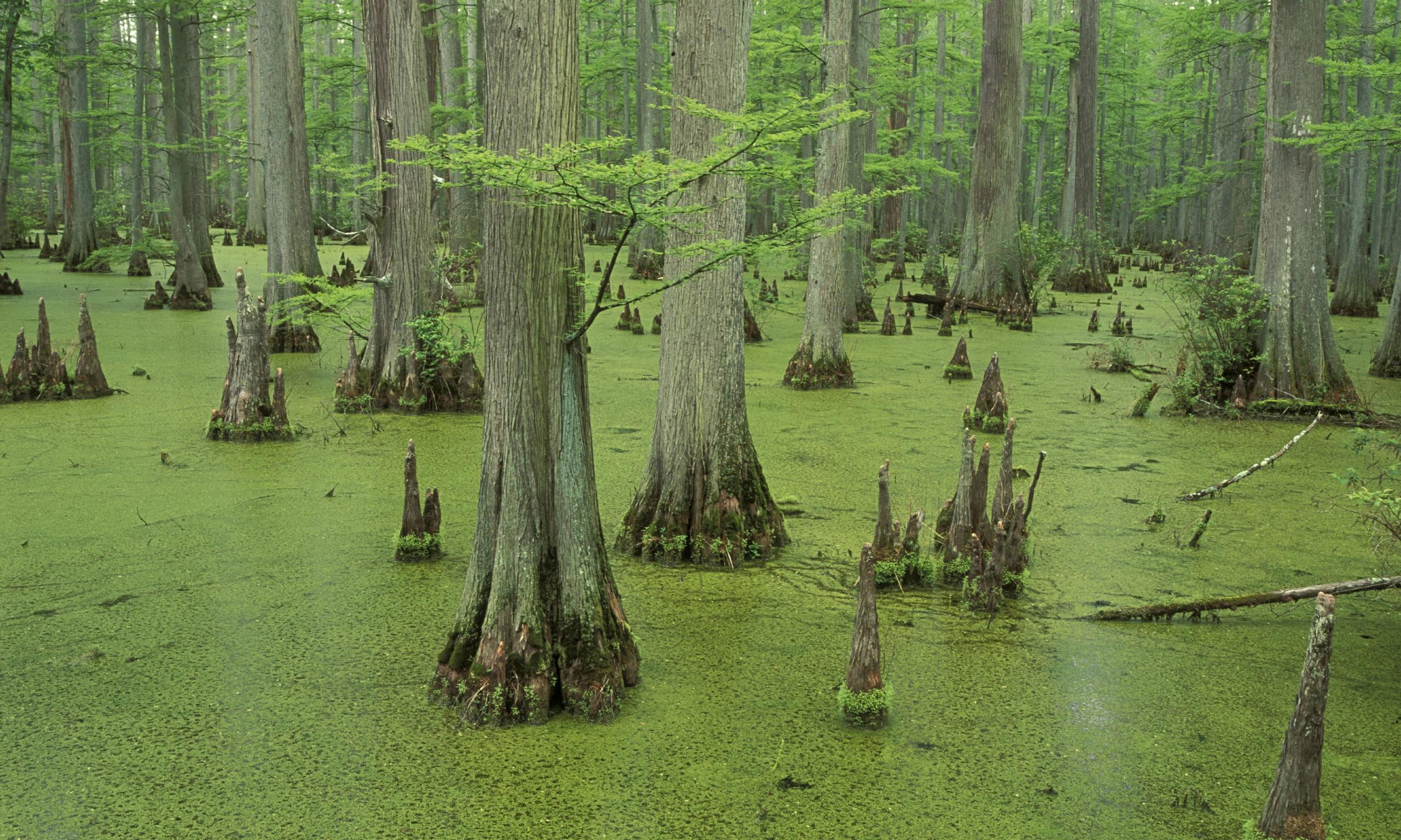 A-swamp-014.jpg
