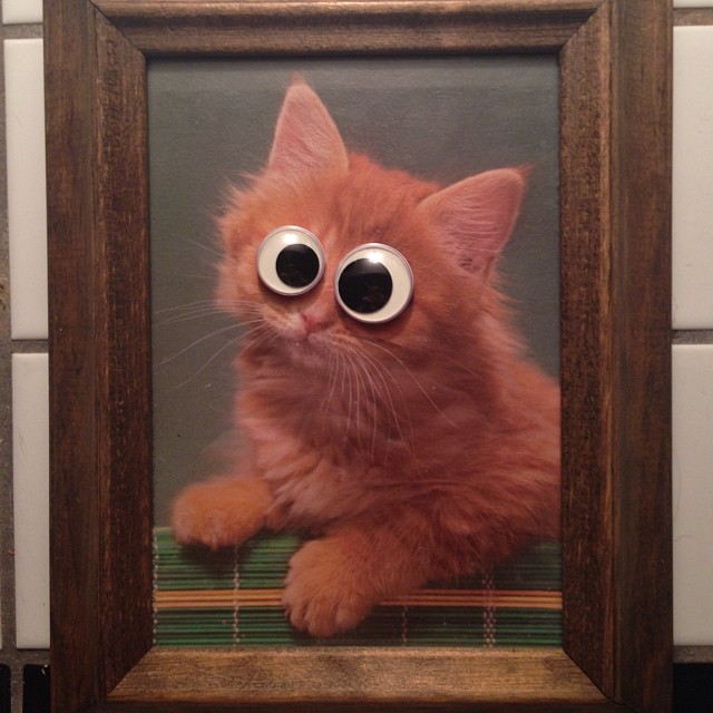 cat+with+googly+eyes