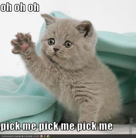 pick_me_kitten.jpg