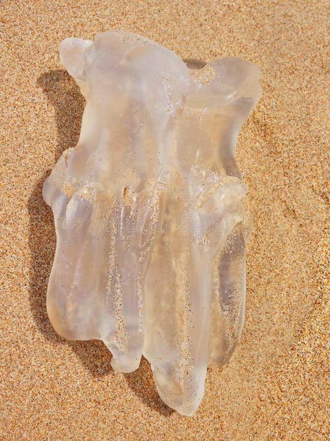 clear-huge-jelly-fish-sand-beach-area-south-thailand-closeup-76887015.jpg