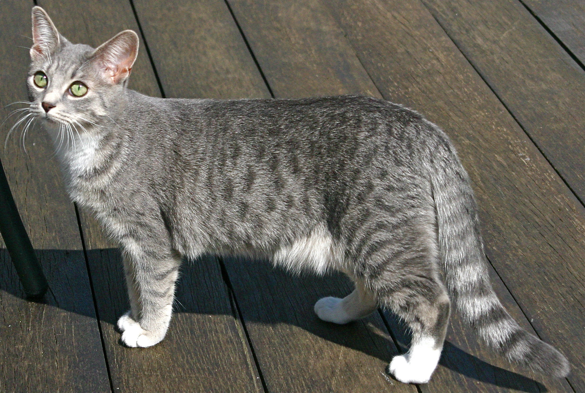 Blue_spotted_tabby_and_white_stray_Cat_1.jpg