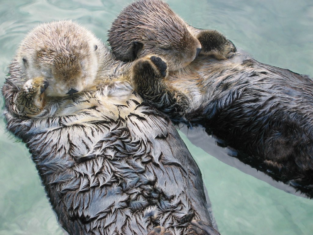 Sea_otters_holding_hands.jpg