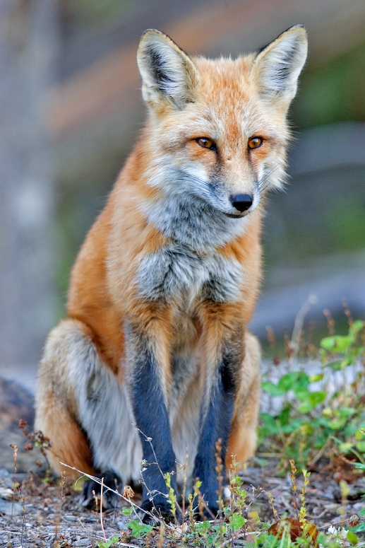 Red_fox.jpg