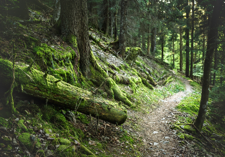 80685477-scenic-summer-mountain-forest-background-with-mossy-trees-and-a-path-hiking-concept-.jpg